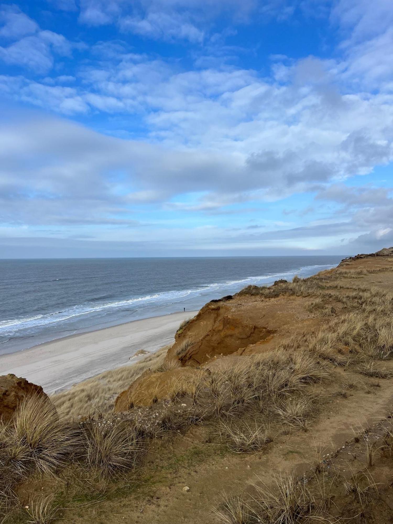 Strandflieder Sylt *