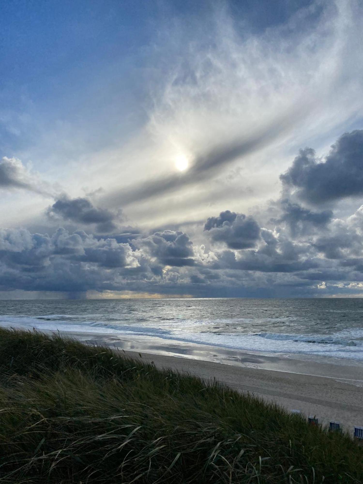 Strandflieder Sylt * Archsum